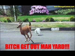 Smesne Macke (Funny Cats)