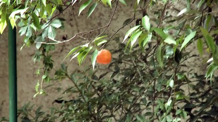 Sony PMW-EX3 sample footage