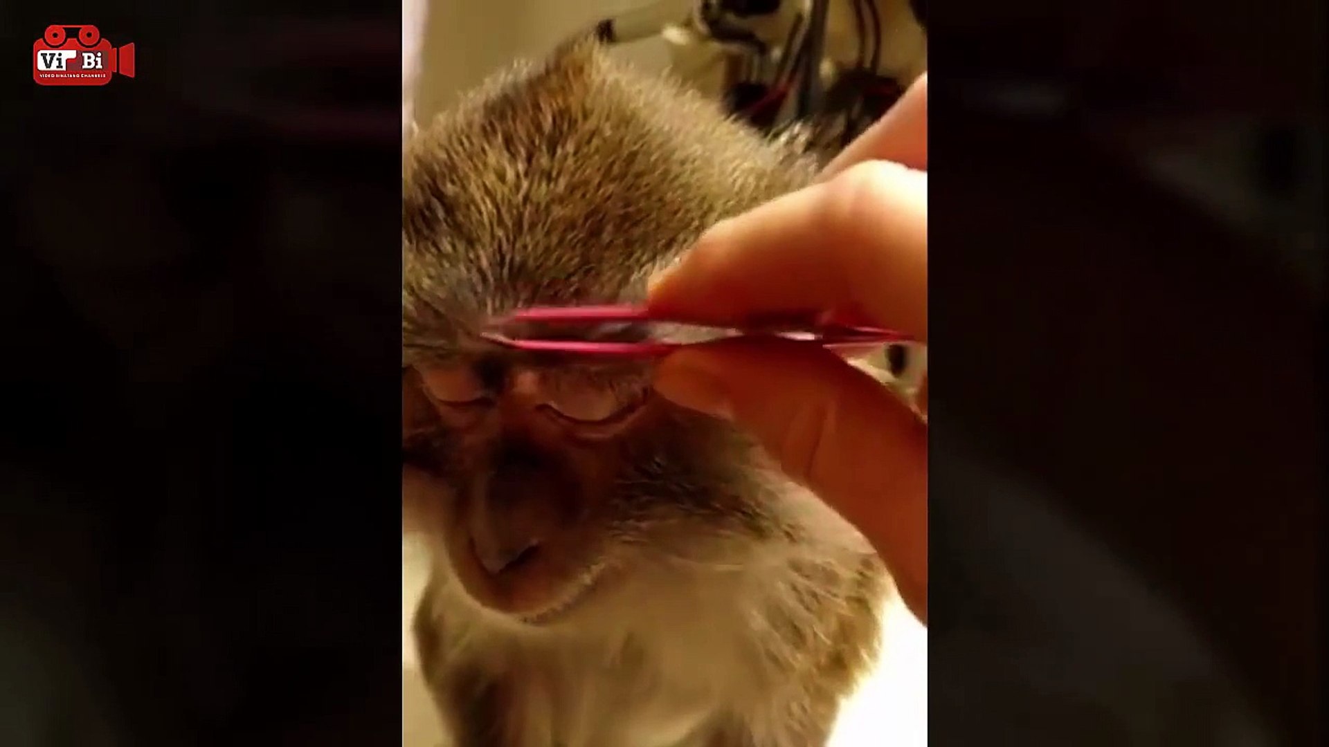 Video Lucu Monyet Pakai Makeup Genit Bikin Ngakak Kumpulan