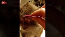 Video Lucu Monyet Pakai Makeup Genit & Bikin Ngakak | Kumpulan Video Binatang Lucu Banget