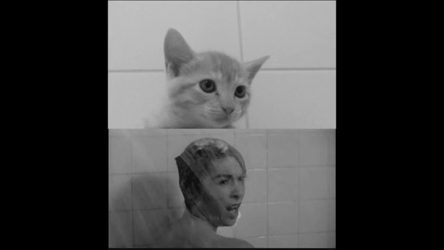 Parodie du film Psycho d'Hitchcock avec des chatons !