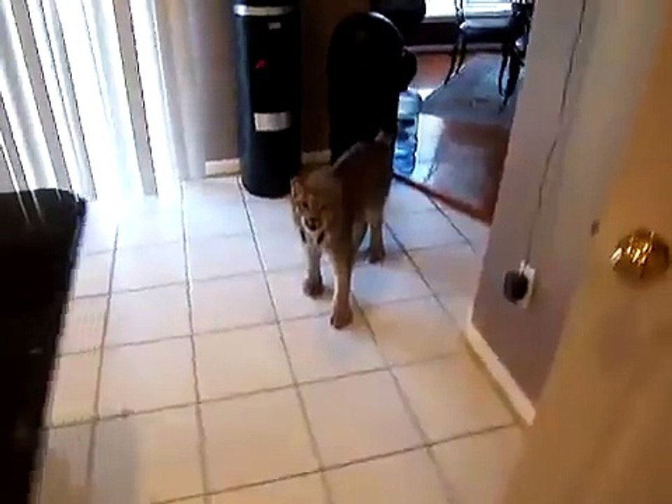 Worst idea: having a lynx as a pet!!