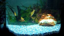 Une vie de poisson tropical dans un aquarium