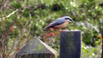 Gate Post Birds - Nuthatches, Coal Tits and Great Tits