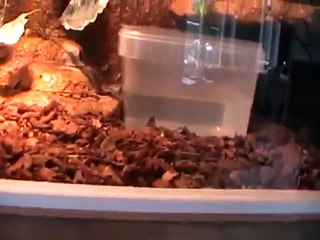 Nourrissage de mes serpents.