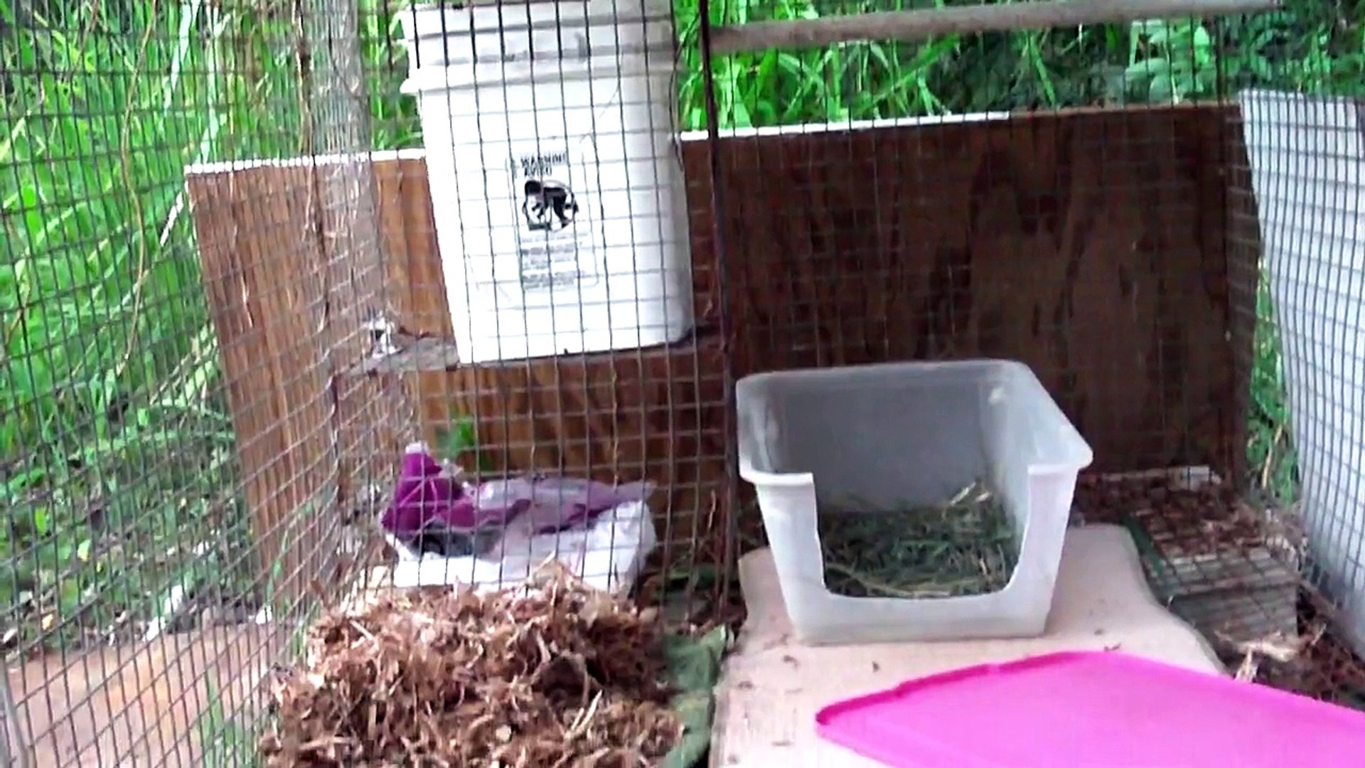 Rabbits Eating
