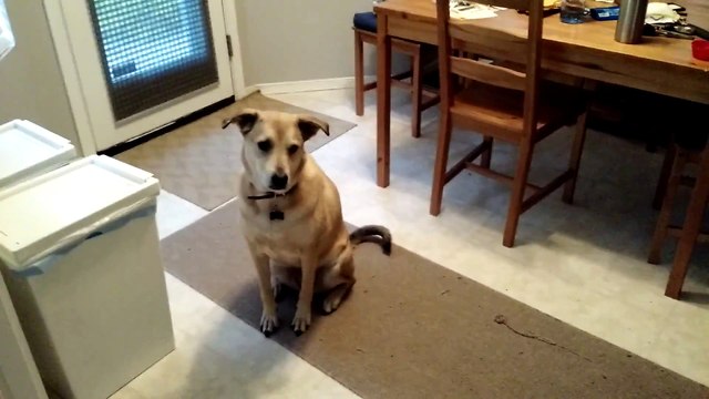 Ce chien résiste à l'envie de sauter sur sa gamelle !