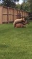 Un ours brun attaque une biche dans un jardin !