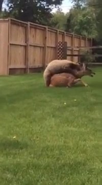 Un ours brun attaque une biche dans un jardin !