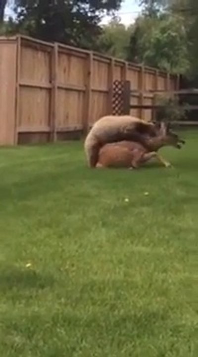 Un ours brun attaque une biche dans un jardin !