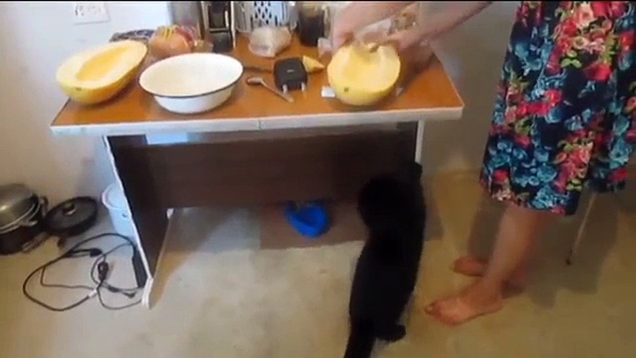 Милые котики!