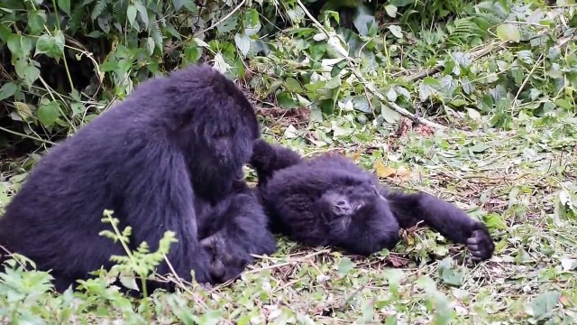 Volcanoes N.P., Rwanda - Mountain Gorilla Trekking (Day 2) - 2014 Dec.