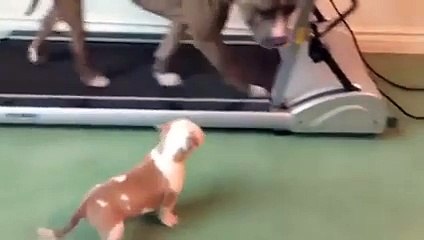 dog babies copy to their elders