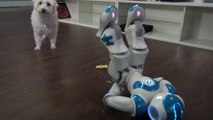 Un robot à 8000€ glisse ridiculement devant un chien !