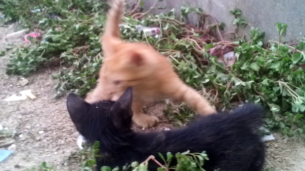cat fun
