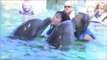 SO FUN!!!!! Blue Lagoon Dolphin Swim - Dolphin Encounters - Nassau Bahamas