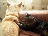 Cats Wife And Husband Dog | Cute Animals
