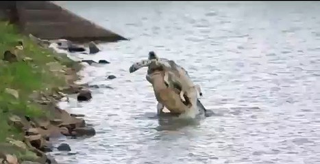 วินาทีโหด!! จระเข้กินจระเข้ สุดสยองขวัญ  Crocodile eats crocodiles