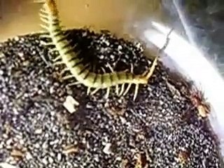 Tiger Centipede vs. Spider