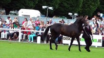 Dublin Horse Show Thoroughbred Stallion Parade RDS 2012