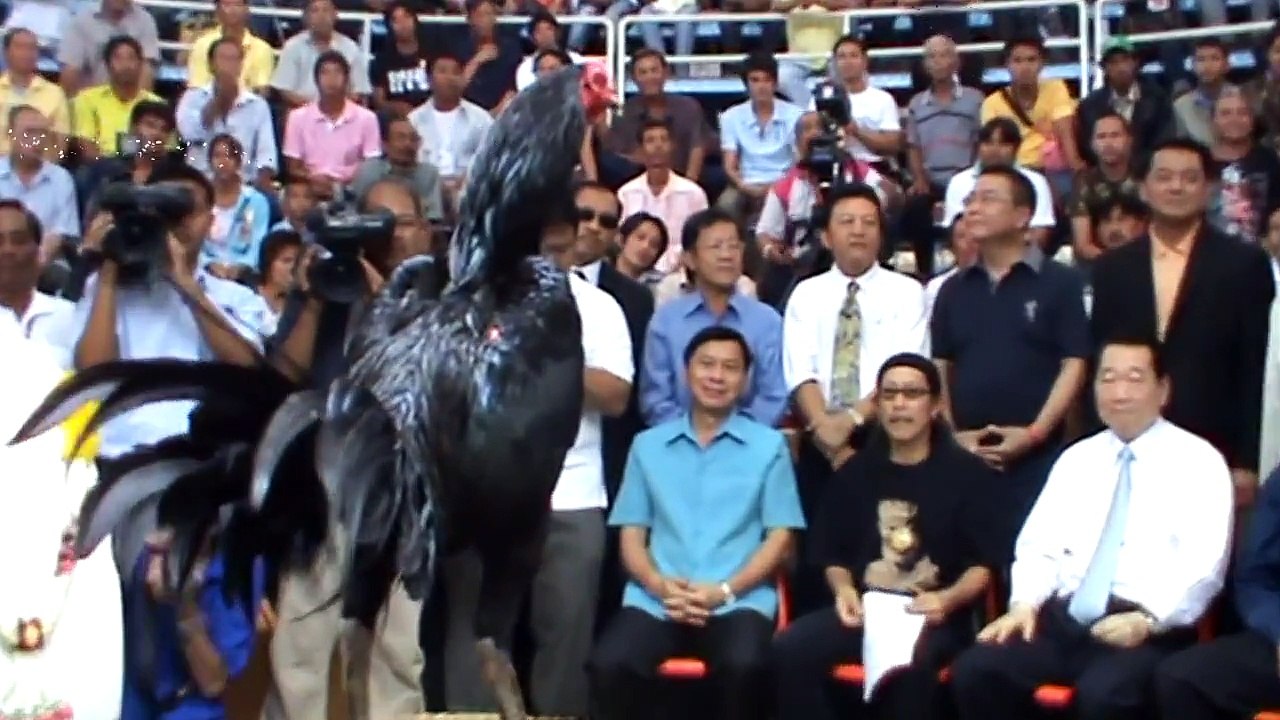 โชคบัญชาฟาร์ม เจ้าหยกเทวดา ยอดไก่ชนเขียวพาลี