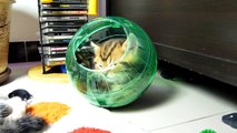 Cutest Cat Moments. Kittens and a  Hamster Ball