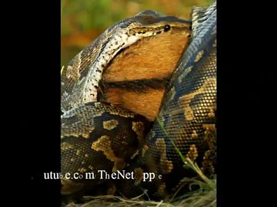 python swallows an entire WILDEBEEST
