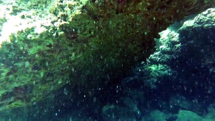 Trumpet fish, Sharks Cove Hawaii