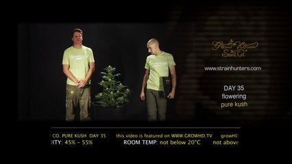 Pure Kush - Green House Grow Sessions