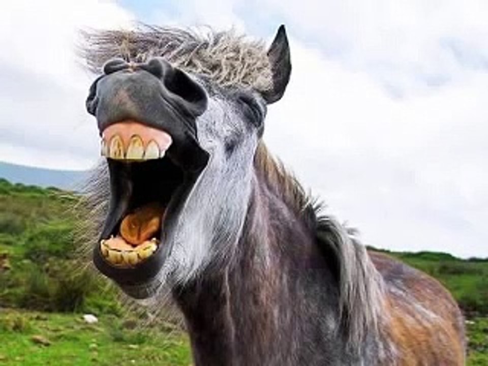 4 ludaka i smeh do suza