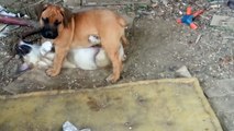 9 weeks old boerboel puppy playing