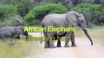 Elephant herd blocking road!! Kruger Park