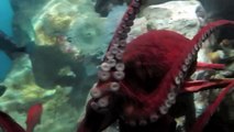 Giant Pacific Octopus  Enteroctopus dofleini (Octopodidae).mov