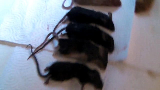 Feeding my boas and pythons