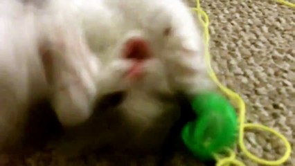 Mochi the napoleon munchkin playing!