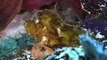 Scuba Diving Komodo in 60 seconds