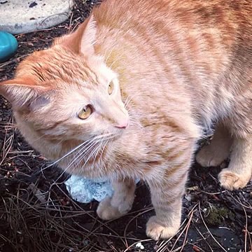 Camouflage! #animals #animal #pet #TagsForLikes #dog #cat #dogs #cats #photooftheday #cute #pets #