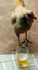 Ma poule a soif de bière