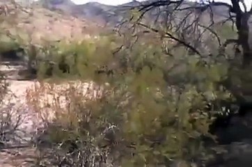 Akita-Chow Cow Wrangling