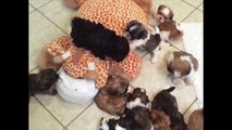 Purebred Shih Tzu and Cute Peek-a-Zu puppies range from 5 weeks to 8 weeks old. Available