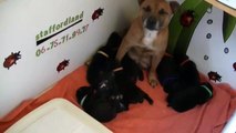 26ème vidéo des chiots Staffies de la 20ème portée de Staffordland