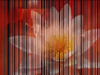 MUSICA STRUMENTALE - MONJA