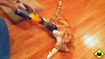 FUNNY CAST - Funny Cats - Funny Cat Videos - Funny Animals - Fail Compilation - Cats Love Vacuums