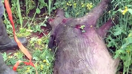 Bergen und Aufbrechen (Ausnehmen; Rote Arbeit) von Schwarzwild / Wildschwein (Wild Boar Hunting)