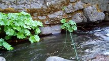 Fly fishing for native trout