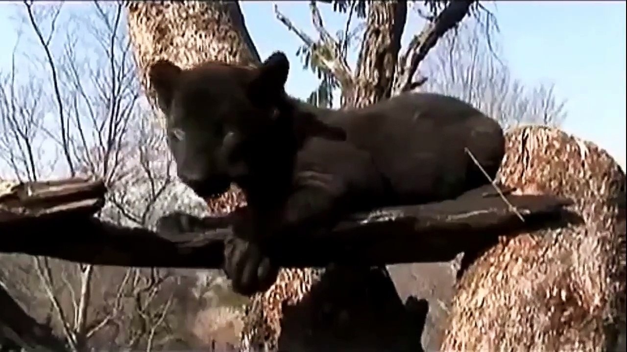 ✺ Kevin Richardson   Der Löwenflüsterer   Mein Leben unter den Großkatzen Afrikas   Deutsch