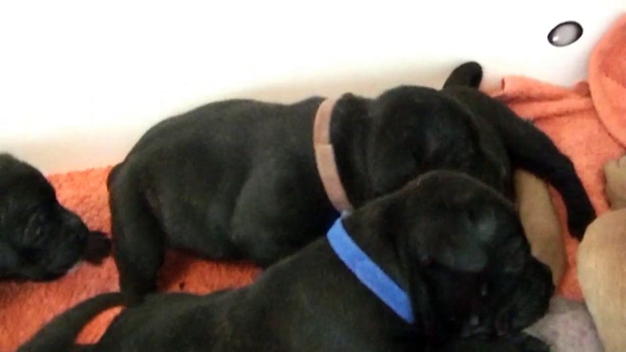 30ème vidéo Chiot n°8 Femelle de la 20ème portée de Staffordland