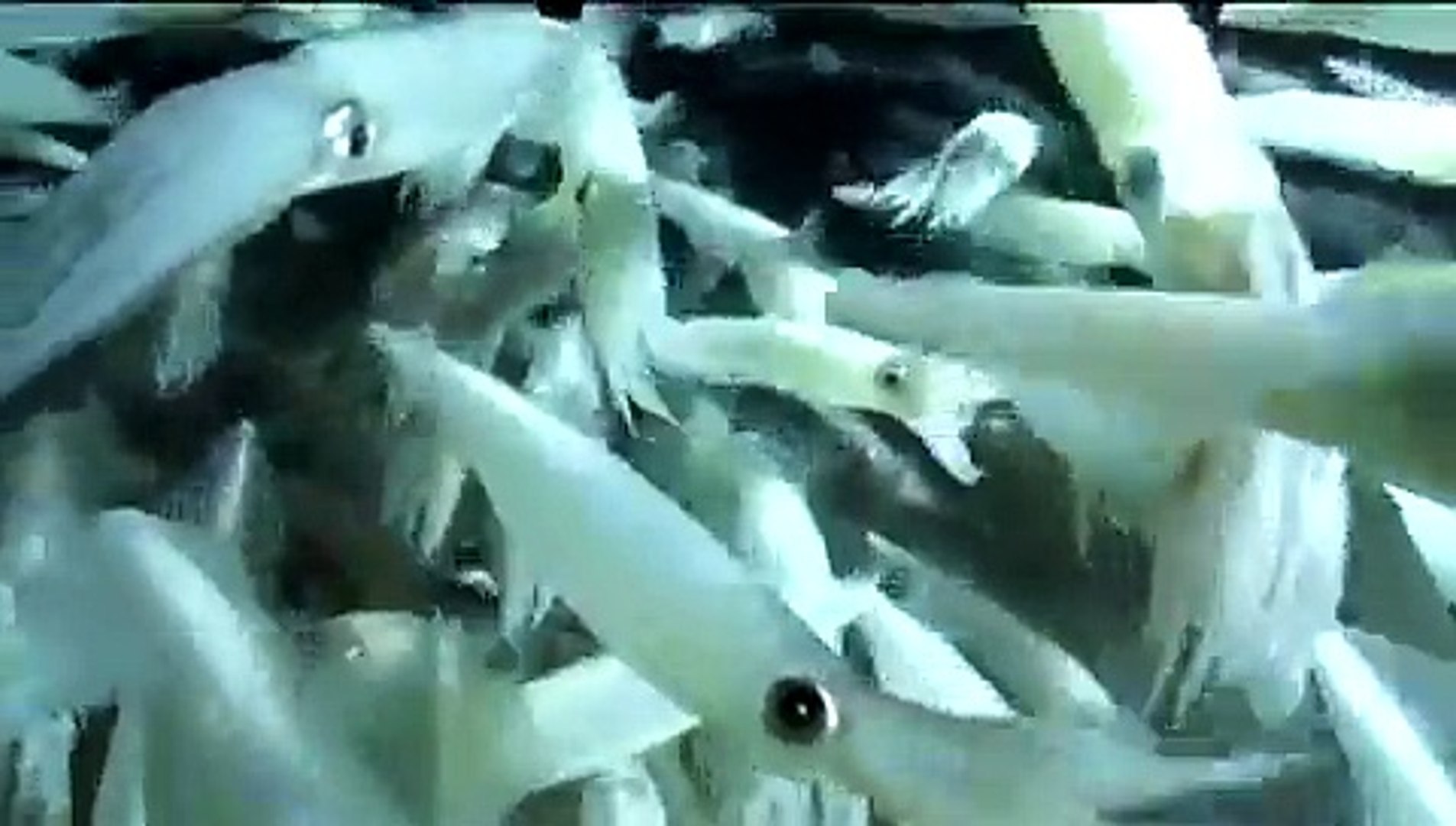 ⁣Squid Sex