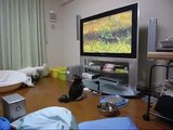 テレビに入ろうとする猫 norwegian forest cat