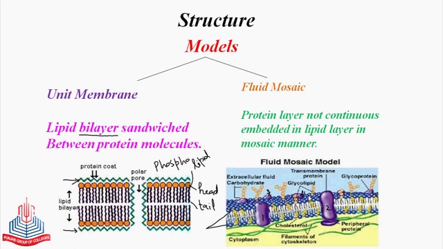 Components of cell , Classification of cells , Plasma Membrane